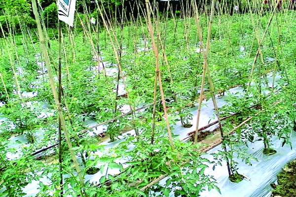 মালচিং পদ্ধতিতে সবজি চাষ