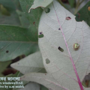 মিষ্টি আলুর টরটয়স বিটল পোকা