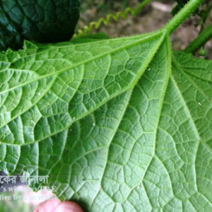 চালকুমড়ার সাদা মাছি পোকা