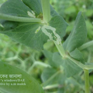 মটরশুঁটির পাতা সুড়ঙ্গকারী পোকা