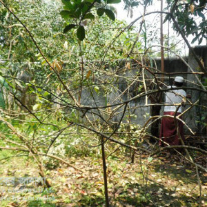 লেবুর ঢলে পড়া রোগ