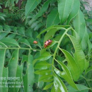 আমড়া বিটল