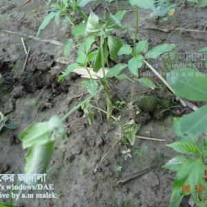 চীনাবাদামের নেতিয়ে পড়া রোগ