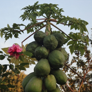 পেপের বোরন সারের ঘাটতি
