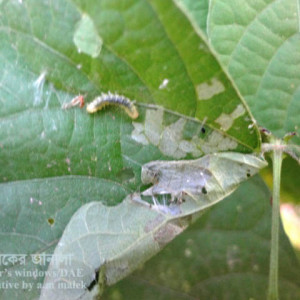 শিমের পাতামোড়ানো পোকা