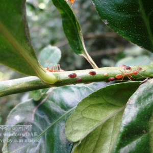 লেবুর খোসা পোকা