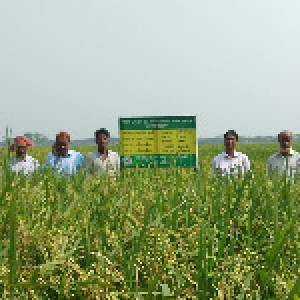 মুালাদী উপজেলার রাজস্ব প্রদর্শণী ব্রি ধান-৭৭
