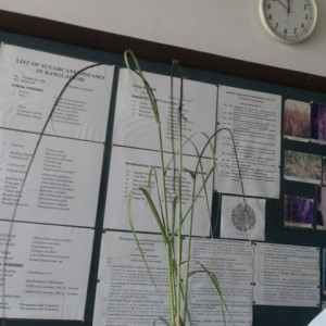 আখের কালো শীষ রোগ